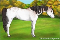 Horse Color:White Spotted Bay Appaloosa 