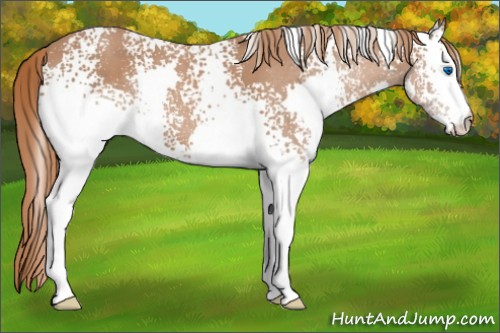 Horse Color:White Spotted Chestnut Splash 