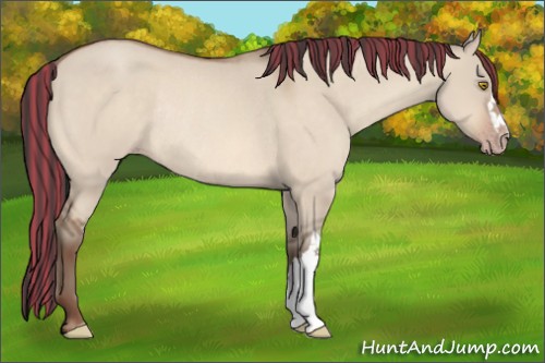 Horse Color:Painted Sable Champagne Dun Rabicano