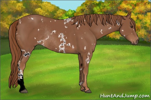 Horse Color:White Spotted Chestnut Rabicano 