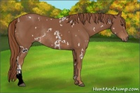Horse Color:White Spotted Chestnut Rabicano 