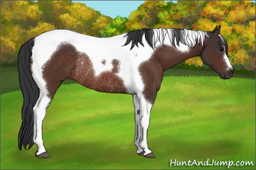 Horse Color:Brown Tobiano Rabicano 