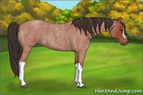 Horse Color:Bay Roan