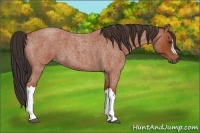 Horse Color:Bay Roan 