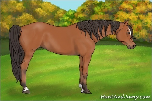 Horse Color:Bay Sabino