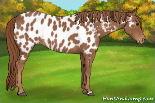 Horse Color:Chestnut Near Leopard 