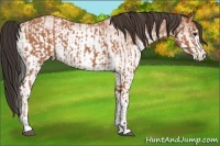 Horse Color:Bay  and White Spotted Bay 