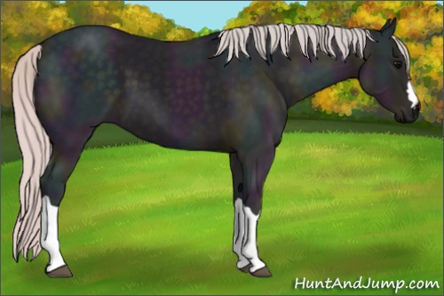 Horse Color:Watercolor Midnight Silver Black 