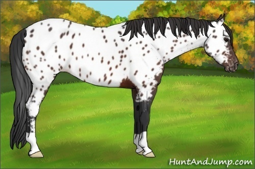 Horse Color:Brown Appaloosa 