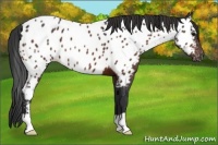 Horse Color:Brown Appaloosa