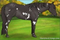 Horse Color:White Spotted Smoky Black Rabicano 