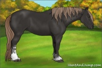 Horse Color:Liver Chestnut Sabino