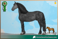 Horse Color:Black 