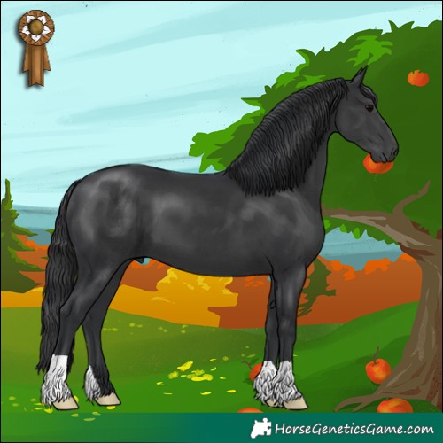 Horse Color:Black 