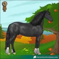 Horse Color:Black 