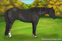 Horse Color:Liver Chestnut Sabino