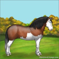 Horse Color:Brown Sabino Splash 