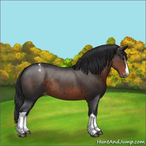 Horse Color:Brown Appaloosa