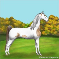 Horse Color:Sable Cream Champagne Splash Tobiano Appaloosa Rabicano