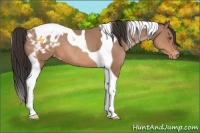 Horse Color:Sable Champagne Tobiano Appaloosa 