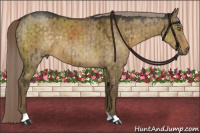 Horse Color:Chocolate Palomino Dun Brindle 