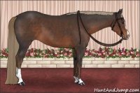 Horse Color:Liver Chestnut Sabino