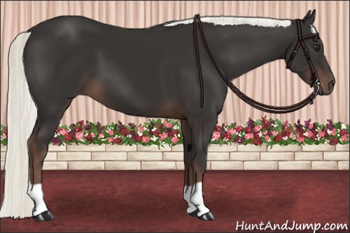 Horse Color:Liver Chestnut Mushroom 