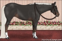 Horse Color:Liver Chestnut Mushroom 