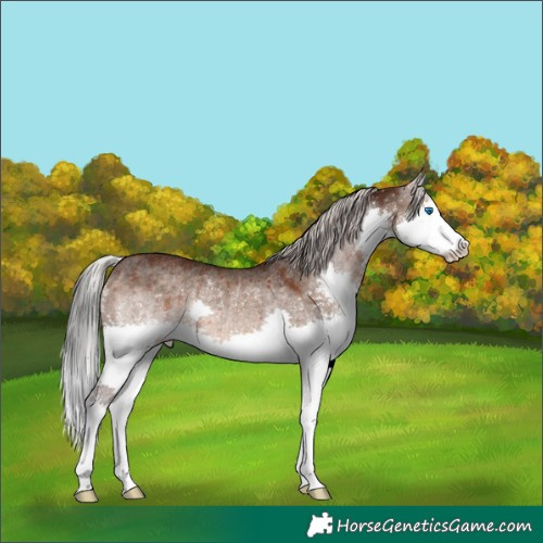 Horse Color:Silver Brown Dun Splash Rabicano Brindle 