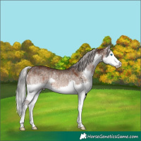 Horse Color:Silver Brown Dun Splash Rabicano Brindle 