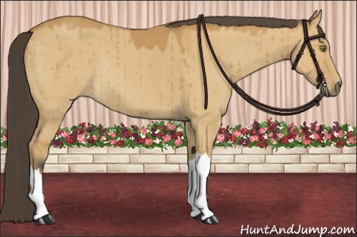 Horse Color:Buckskin Dun Rabicano Brindle 
