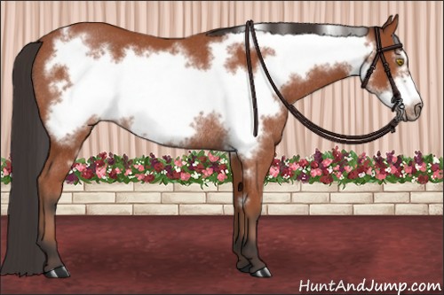 Horse Color:Bay Frame Rabicano 