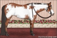 Horse Color:Bay Frame Rabicano 