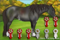 Horse Color:Liver Chestnut Sabino