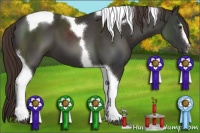 Horse Color:Liver Chestnut Sabino Tobiano 