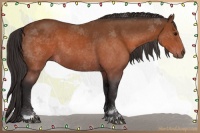 Horse Color:Buckskin Sabino 