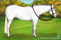 Horse Color:Buckskin Splash Blanket Brindle