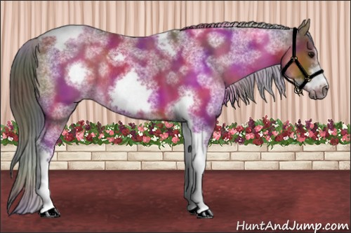 Horse Color:Nacre Brown Sabino Tobiano Frame Rabicano 