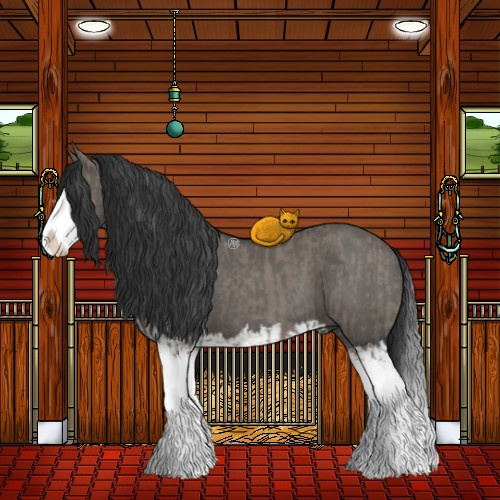 Horse Color:Grullo Sabino Splash and Grullo Sabino Splash Rabicano