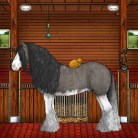 Horse Color:Grullo Sabino Splash and Grullo Sabino Splash Rabicano