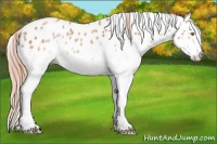 Horse Color:White Spotted Gold Champagne Leopard