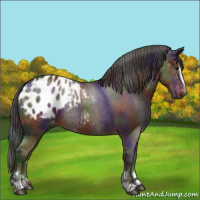 Horse Color:Gray Nacre Brown Sabino Appaloosa 