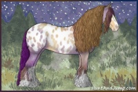 Horse Color:Buckskin Dun Sabino Appaloosa 