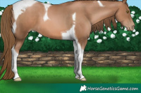 Horse Color:Liver Chestnut Pearl Tobiano 