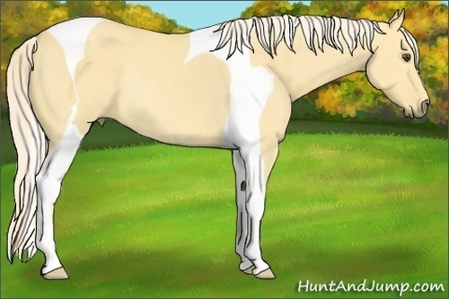Horse Color:Palomino Dun Tobiano Rabicano 