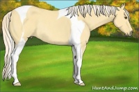Horse Color:Palomino Dun Tobiano Rabicano