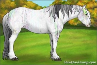 Horse Color:White Spotted Black Ice 