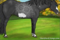Horse Color:Black Frame 