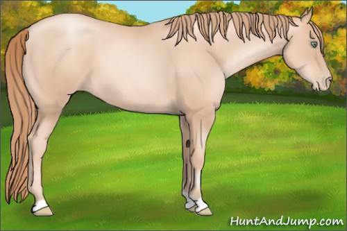 Horse Color:Gold Champagne Pearl