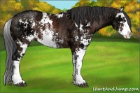 Horse Color:Bay Ice Sabino 